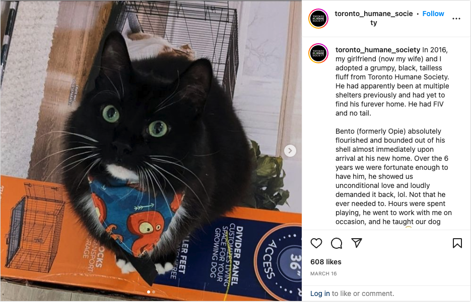 Instagram for Nonprofits example - Humane Society