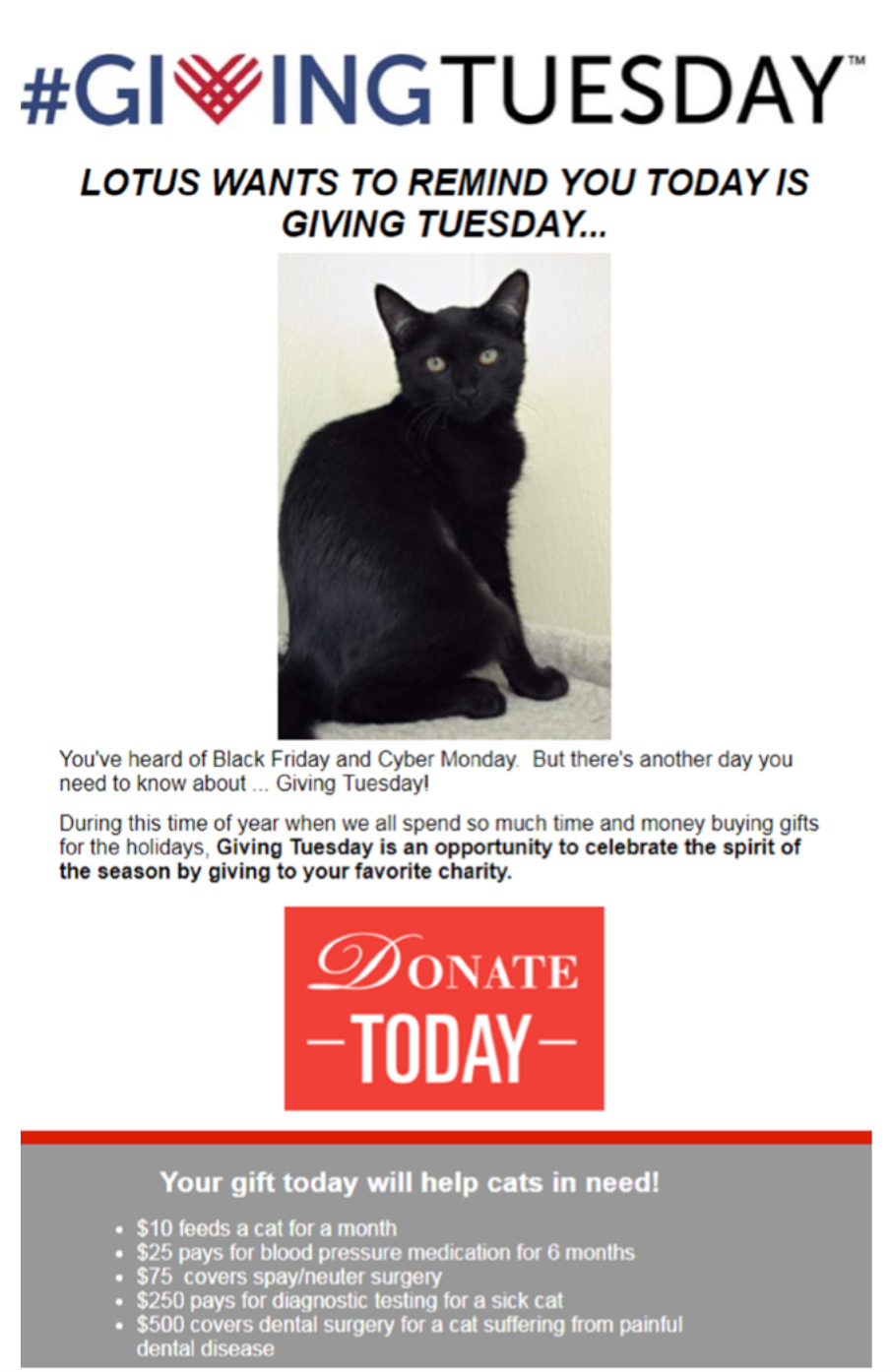 Gifford Cat Shelter giving tuesday email