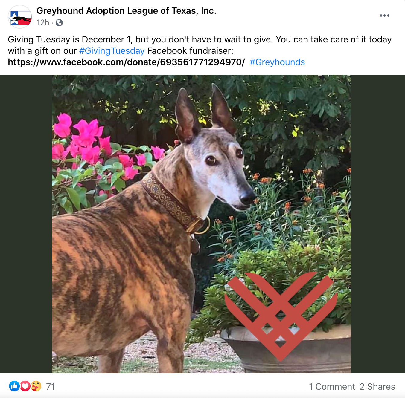 Greyhound Adoption League of Texas